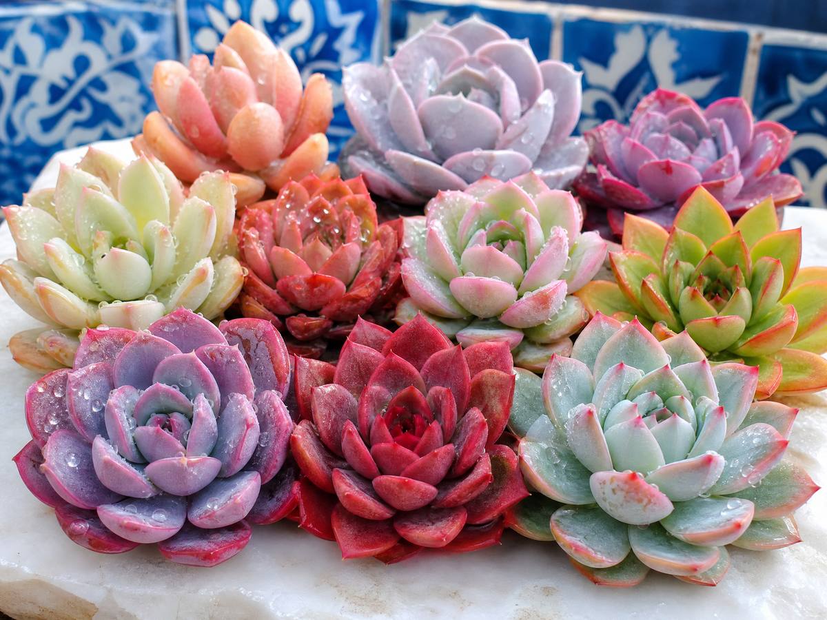 芒果视频